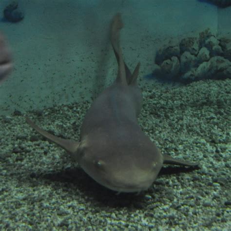 Shark: Nurse Shark - Dark Nurse | Aquarium