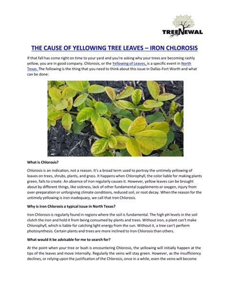 Ppt The Cause Of Yellowing Tree Leaves Iron Chlorosis Powerpoint