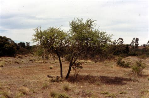 Ñuble Naturaleza » Espino