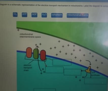 Diagram Is A Schematic Representation Of The Electron Transport