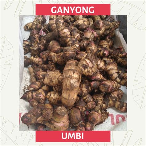 Jual Umbi Ganyong Kg Shopee Indonesia