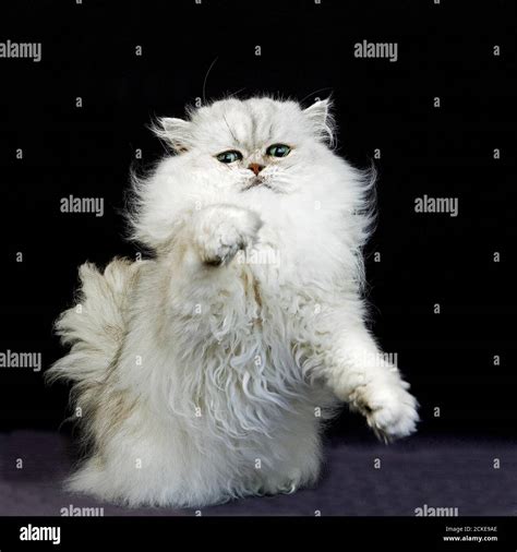 Silver Chinchilla Persian Cat Hi Res Stock Photography And Images Alamy