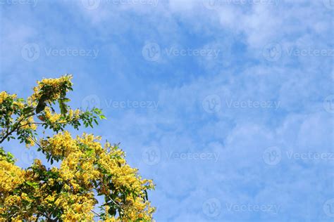 Yellow flowers of Burmese Ebony or Burma Padauk and blue sky background, Thailand. 7424280 Stock ...