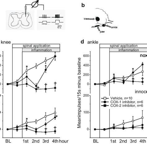 Effects Of Spinally Applied Non Selective Cox Inhibitors And Selective