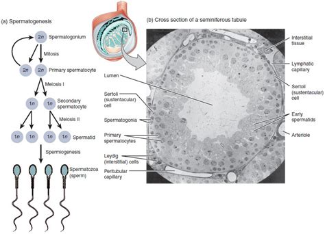 Anatomy And Physiology Of The Male Reproductive System Anatomy And