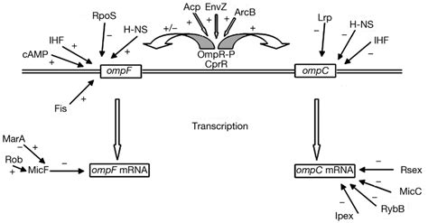 Escherichia Coli Transcriptional And Posttranscriptionl Regulation Of Download Scientific