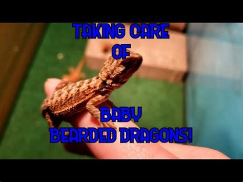 Baby Bearded Dragon Care - Reptileguide