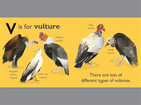 V Is For Vulture By Dk Penguin Books New Zealand