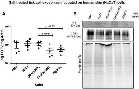 A Qrt Pcr Analysis Showing Viral Loads Prm Transcript Levels From