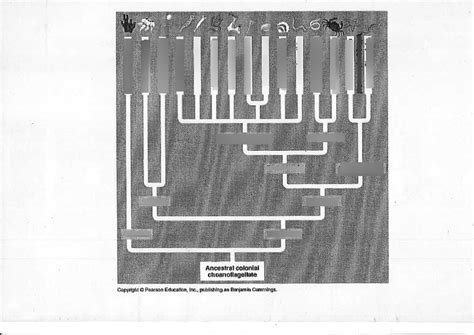 Basic Phylogenetic Tree Diagram Quizlet