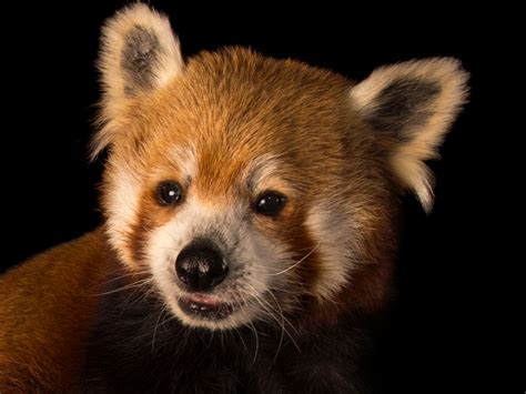 Things You Didnt Know About Red Pandas Scientific American 58 Off