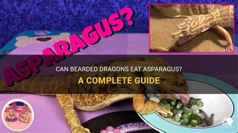 Can Bearded Dragons Eat Asparagus A Complete Guide PetShun