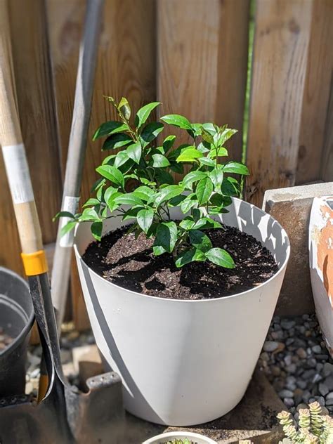 Learn about Meyer lemon tree & successfully growing it in a pot! | Meyer lemon tree, Meyer lemon ...