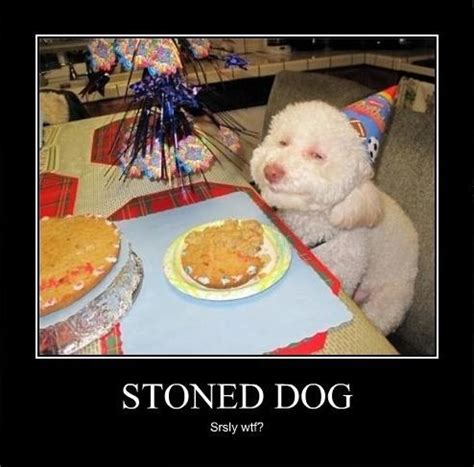 stoned dog