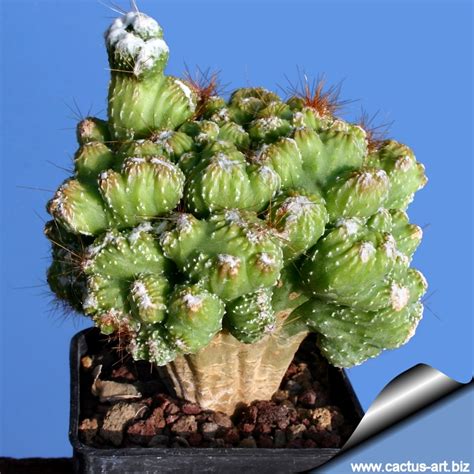 Cereus Sp Wild Crest