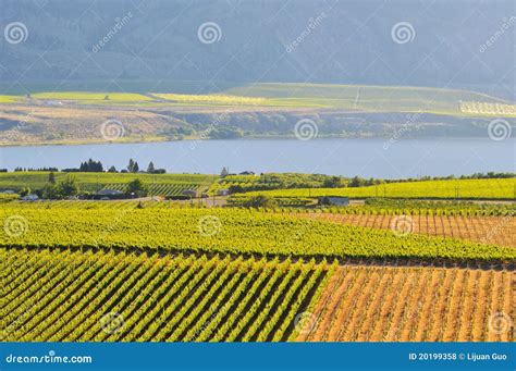 Vineyards And Orchards In Osoyoos Stock Photo Image Of Okanagan