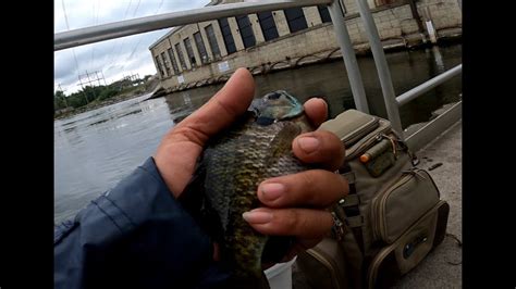 How I Catch Big Bluegills Youtube