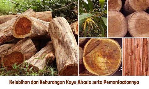 Kelebihan Dan Kekurangan Kayu Akasia Serta Pemanfaatannya