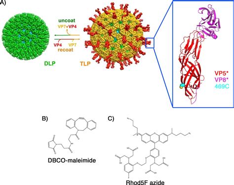 Visualization Of Calcium Ion Loss From Rotavirus During Cell Entry