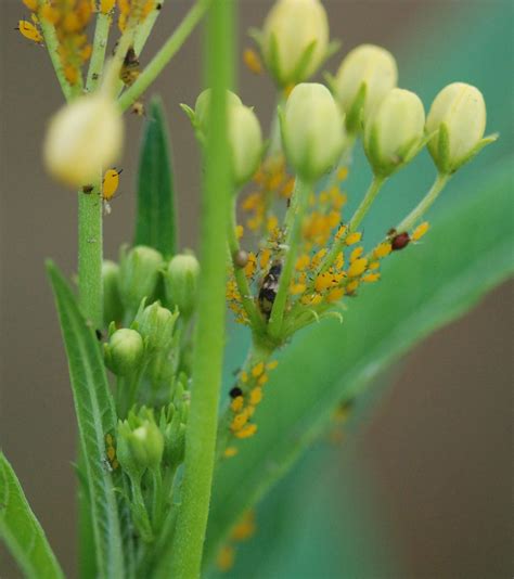 Gaia Garden: Red Aphids on Milkweed?