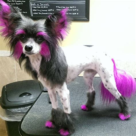 Pin by Ana Perez Laguna on Grooming dog | Chinese dog, Chinese crested ...
