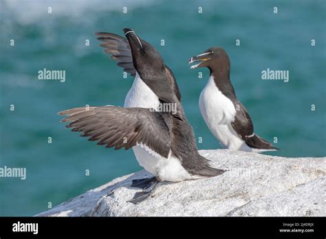 Razorbill Alca Torda Adult Flapping Wings And Stretching May Great