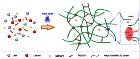 Cross Linking Network Structure Of The Poly Dmaa Am Hydrogel