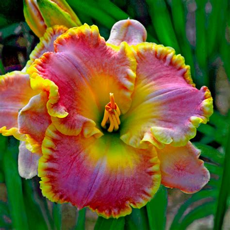 Daylily Dr Jerrold Corbett Stamile Hemerocallis Hardy