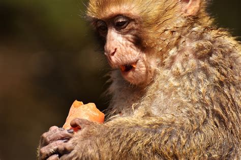 Barbary Macaque Threatend Species Free Photo On Pixabay Pixabay