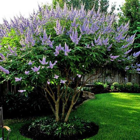 Vitex Agnus Castus Chaste Tree Hekma Center