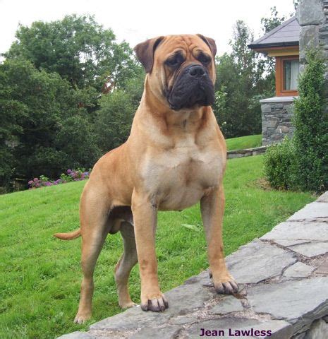 Bullmastiff - Fotos y Características - Razas de Perros