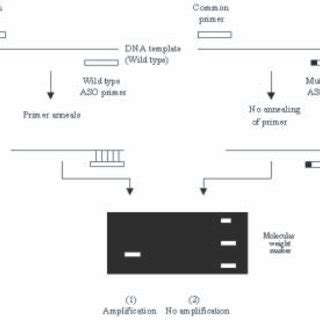 Principle Of Allele Specific Oligonucleotide Pcr Allele Specific