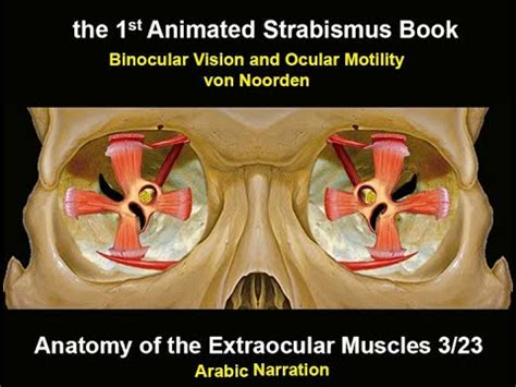 Summary Of The Gross Anatomy Of The Extraocular Muscles Youtube