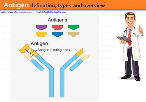 Antigen defination, types and overview | Lab Tests Guide