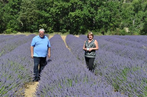 Our House in Provence: Lavender fields in Vaucluse and nearby Drôme ...