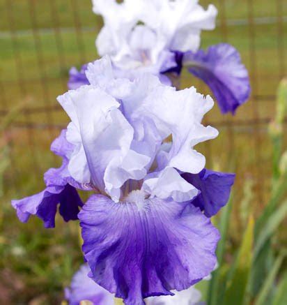 Waterworld Tall Bearded Iris Nola S Iris Gardens