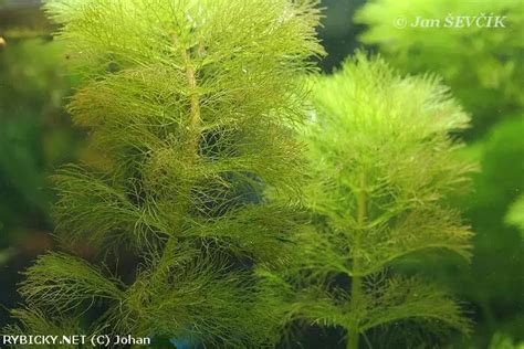 Limnophila Aquatica Bahnatka Vodn