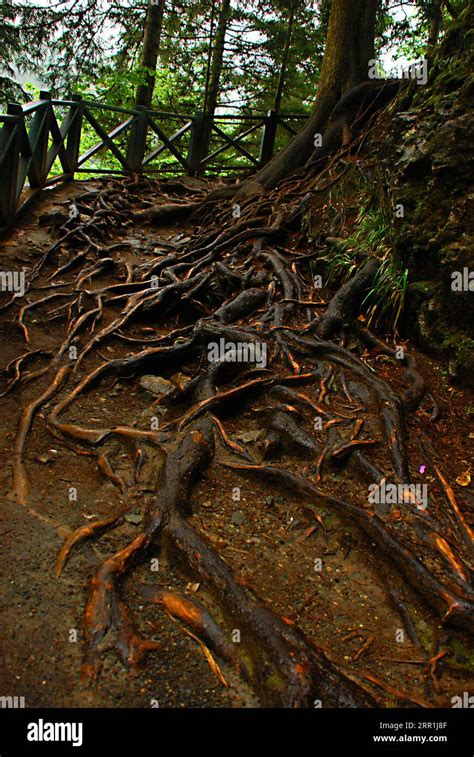 Old Tree Roots Sticking Out Of The Ground Stock Photo Alamy