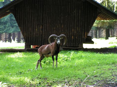 Ovis Orientalis Musimon