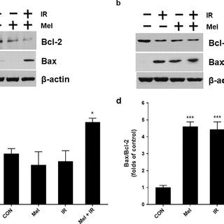 Melittin Regulates Bax And Bcl Apoptosis Related Protein Expression