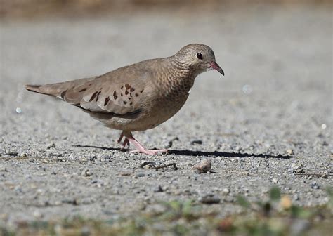Common Ground Dove | Audubon Field Guide