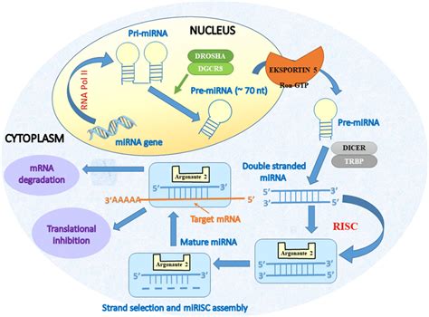 miRNA biogenesis and mechanism of action | Download Scientific Diagram