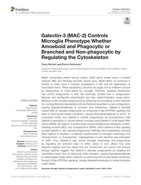 Pdf Galectin Mac Controls Microglia Phenotype Whether Amoeboid