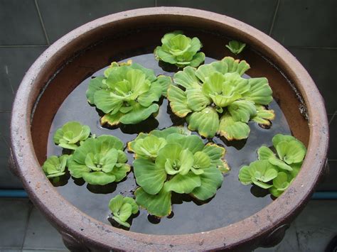 Water Lettuce- essential pond plant | Pond plants, Container water ...