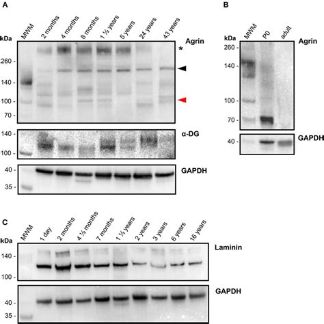 Protein Levels Of Agrin And Related Proteins In Human Hearts A