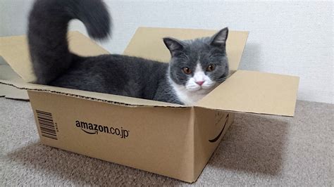 猫の意地！ アマゾンの箱（xm36サイズ）に入る事を宣言する ねこのこてつ