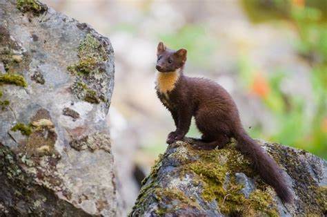 Pine Marten (European Pine Marten) Facts and Pictures | Coniferous Forest