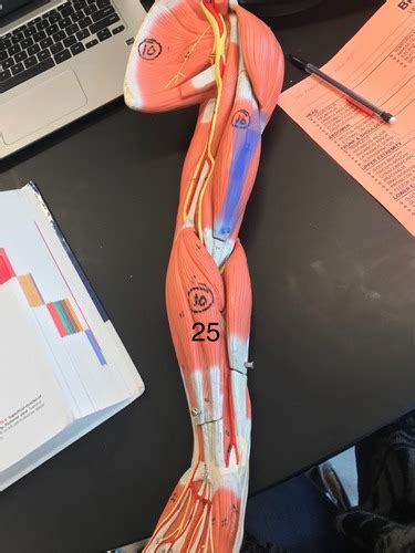 Lab Practical 4 Upper Extremity Flashcards Quizlet