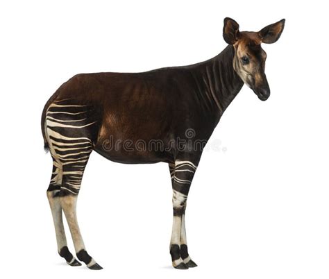 Okapi Standing Showing Teeth Okapia Johnstoni Stock Photo Image Of