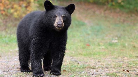 Albañiles se retan para tocar a un oso negro en Nuevo León UnoTV